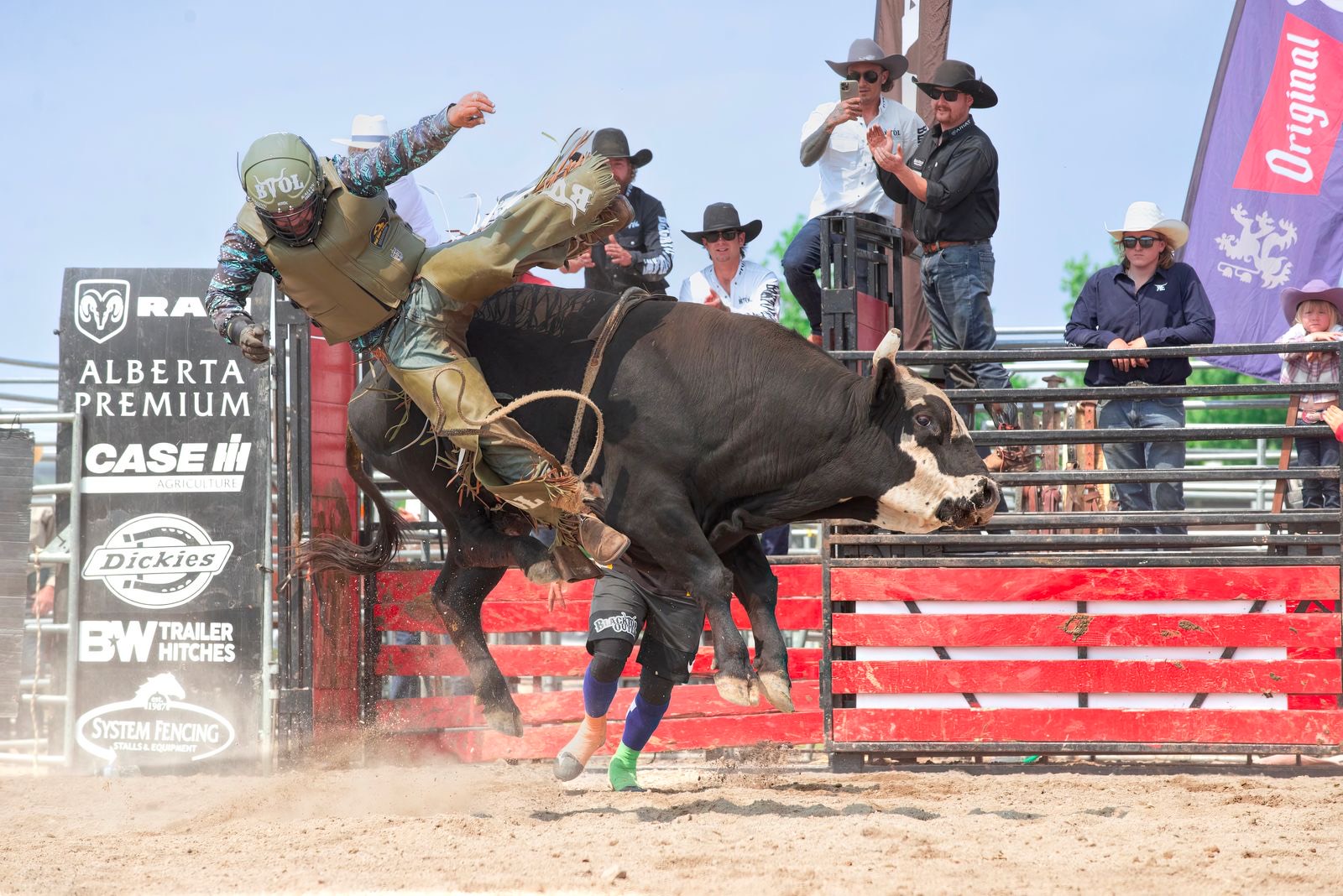Bull rider hanging on as a black-and-white bull bucks in the arena